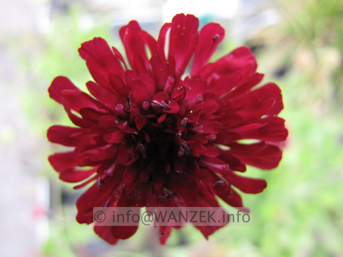 Knautia macedonica Mars Midget Bluetenmacro1.JPG